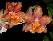foto Topfblumen Tiger Orchidee, Maiglöckchen Orchidee grasig, Odontoglossum rot