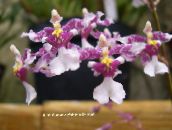 foto Topfblumen Tanzendame Orchidee, Cedros Biene, Leoparden Orchidee grasig, Oncidium flieder