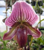 მეწამული Slipper Orchids ბალახოვანი მცენარე