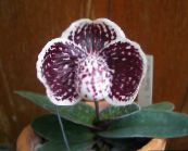 claret Pantoffel Orchideeën Kruidachtige Plant