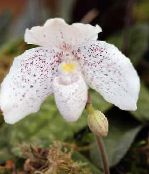 φωτογραφία Εσωτερικά λουλούδια Ορχιδέες Παντόφλα ποώδη, Paphiopedilum λευκό