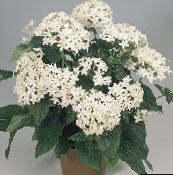 foto Flores de salón Pentas, Flor De La Estrella, Cúmulo De Estrellas herbáceas, Pentas lanceolata blanco