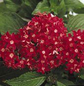 წითელი Pentas, ვარსკვლავი ყვავილი, ვარსკვლავი კასეტური ბალახოვანი მცენარე