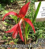 Aztec Lily, Jacobean Lily, Orchid Lily