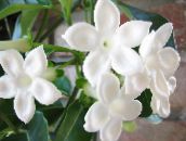 Brudbukett, Madagaskar Jasmin, Vax Blomma, Chaplet Blomma, Floradora, Hawaiian Bröllop Blomma