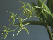 foto Pote flores Coelogyne planta herbácea verde
