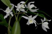 φωτογραφία Εσωτερικά λουλούδια Coelogyne ποώδη λευκό