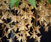 褐色 Coelogyne 草本植物