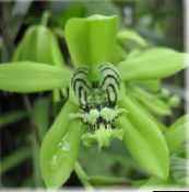 フォト ポットの花 セロジネ 草本植物, Coelogyne 緑色