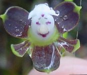 Knapp Orkide