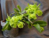 緑色 ボタン蘭 草本植物