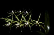 φωτογραφία Εσωτερικά λουλούδια Κουμπότρυπα Ορχιδέα ποώδη, Epidendrum πράσινος