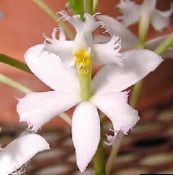 foto Pot Bloemen Knoopsgat Orchidee kruidachtige plant, Epidendrum wit