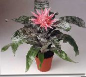 Gümüş Vazo, Semaver Bitki, Bromeliads Kraliçesi