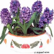 foto Flores de salón Jacinto herbáceas, Hyacinthus púrpura