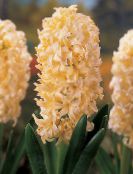 フォト ポットの花 ヒヤシンス 草本植物, Hyacinthus 黄