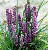 photo des fleurs en pot Gazon Lys Panachée herbeux, Liriope lilas