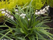 foto Kodus Lilled Ophiopogon rohttaim valge