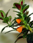 foto Pote flores Hypocyrta, Goldfish Plant laranja