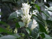 bilde Pot Blomster Hvite Lys, Whitefieldia, Withfieldia, Whitefeldia busk, Whitfieldia hvit