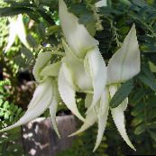 foto Unutarnja Cvjetovi Jastoga Pandža, Papiga Kljun zeljasta biljka, Clianthus bijela