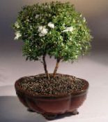 フォト ポットの花 ギンバイカ 低木, Myrtus ホワイト