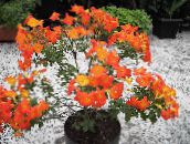 Marmelada Bush, Oranžna Browallia, Firebush