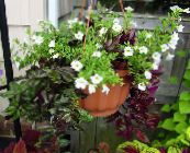 vit Nyckelben Blomma, Ladys Toffel, Blå Vinge Ampelväxter