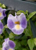 lilás Wishbone Flower, Ladys Slipper, Blue Wing Pendurado Planta