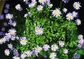 фотографија Затворене Цветови Блуе Даиси травната, Felicia amelloides светло плава