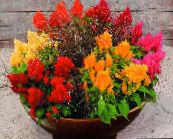 fotoğraf Saksı çiçekleri Bobstil otsu bir bitkidir, Celosia turuncu