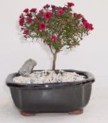 zdjęcie Pokojowe Kwiaty Leptospermum krzaki czerwony