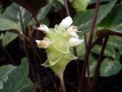 フォト ポットの花 カラテア、ゼブラプラント、孔雀工場 草本植物, Calathea ホワイト