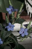 photo Pot Flowers Blue sage, Blue eranthemum shrub light blue