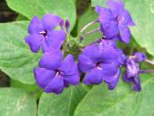photo Pot Flowers Blue sage, Blue eranthemum shrub lilac