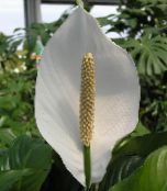 fotografija Sobne cvetje Mir Lily travnate, Spathiphyllum bela