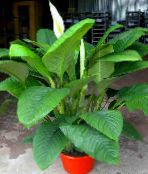 фото үй гүлдері Spatifillum шөпті, Spathiphyllum ақ