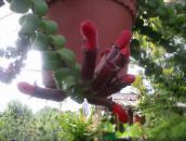 foto Flores de salón Agapetes colgantes rojo