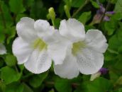 fotografie Oală Flori Asystasia arbust alb