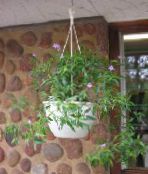foto Unutarnja Cvjetovi Asystasia grmovi jorgovana