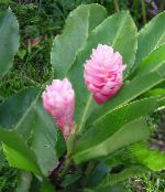 照片 盆花 红姜，贝壳生姜，印度姜 草本植物, Alpinia 粉红色