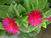 photo des fleurs en pot Aptenia les plantes ampels rose