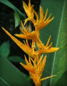 foto Podu Ziedi Omārs Raust,  zālaugu augs, Heliconia dzeltens