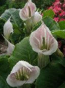 photo des fleurs en pot Dragon Arum, Usine De Cobra, Américain Sillage Robin, Prise Dans La Chaire herbeux, Arisaema rose