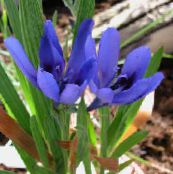 fotoğraf Saksı çiçekleri Babun Çiçek, Babun Kök otsu bir bitkidir, Babiana açık mavi