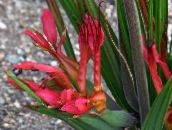 foto  Baviaan Bloem, Baviaan Wortel kruidachtige plant, Babiana rood