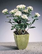foto Podu Ziedi Jasmīns Augs, Koši Trumpetilla krūms, Bouvardia balts