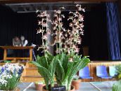 ფოტო ბანკში ყვავილები Calanthe ბალახოვანი მცენარე ყავისფერი