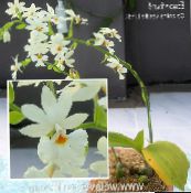 nuotrauka Kambarines gėles Kalantė žolinis augalas, Calanthe baltas