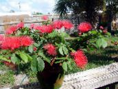 foto Pot Blomster Røde Pudderkvast busk, Calliandra rød